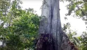 Vedere l’albero secolare di Las Terrenas