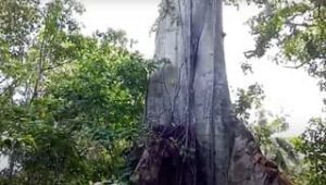 Vedere l’albero secolare di Las Terrenas