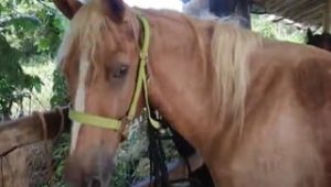 Passeggiatta a cavallo sulla spiaggia